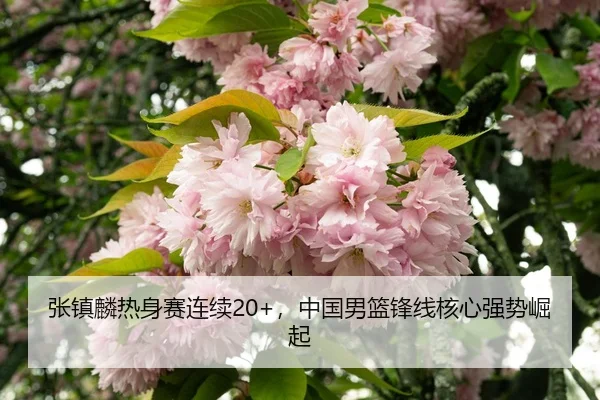 zhang-zhen-lin-re-shen-sai-lian-xu-zhong-guo-nan-lan-feng-xian-he-xin-qiang-shi-jue-qi-3-983.jpg
